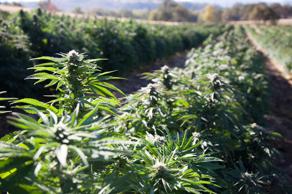 Cbd,Cannabis,Hemp,Field,In,Oregon,Usa