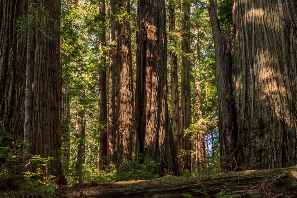 shutterstock_588382160_grove-of-coast-redwood-sequoia-sempervirens-trees-dappled-with-sunlight_crop