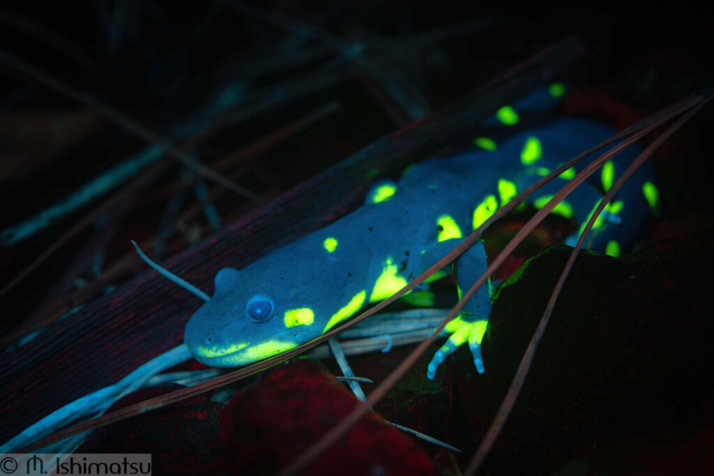New Scientific Paper Explores Biofluorescence in Amphibians