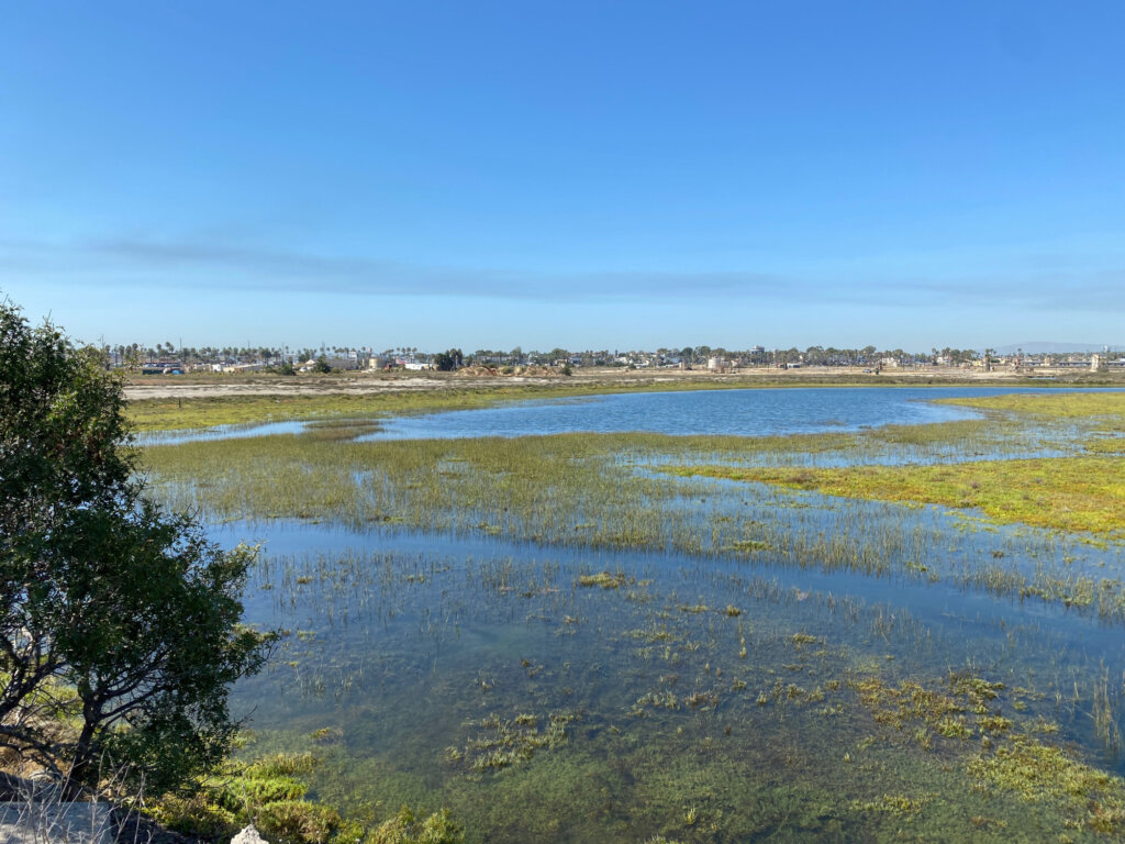 New Coastal Wetland Mitigation Bank Approved in Los Angeles County