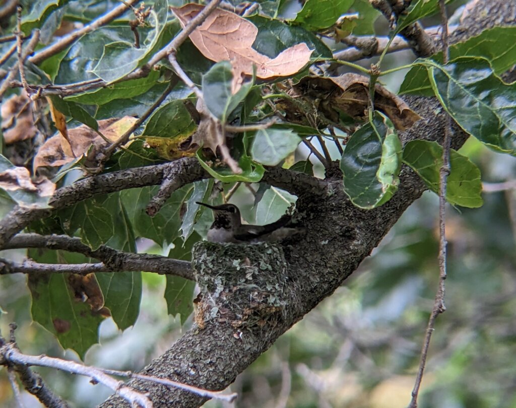 Nesting Bird Season is Around the Corner - Are You Prepared?